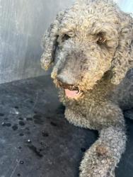 Shelter Stray Male Dog last seen Near BLOCK W 4700 S, TAYLORSVILLE UT 84129, 4522 W 3500 S, West Valley City, UT 84120, USA