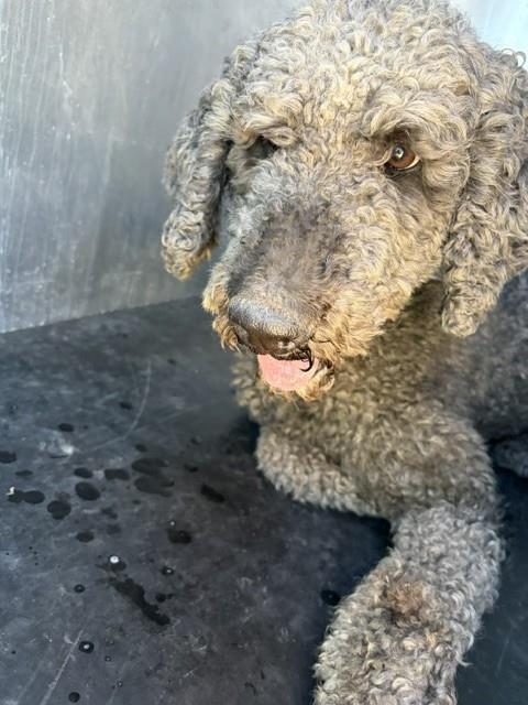 Shelter Stray Male Dog last seen Near BLOCK W 4700 S, TAYLORSVILLE UT 84129, 4522 W 3500 S, West Valley City, UT 84120, USA