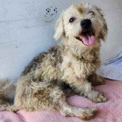 Shelter Stray Male Dog last seen , 11361 W Pico Blvd, Los Angeles, CA 90064, USA