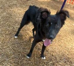 Shelter Stray Female Dog last seen CHARLOTTE, 8315 Byrum Dr, Charlotte, NC 28217, USA