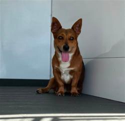 Shelter Stray Male Dog last seen NELSON AND MESA, 333 Chandler Pl, San Bernardino, CA 92408, USA