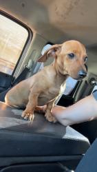 Lost Male Dog last seen Richardson, Winnsboro, TX 75494