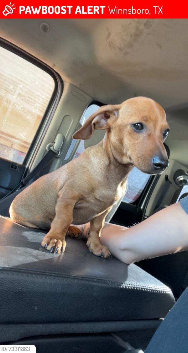 Lost Male Dog last seen Richardson, Winnsboro, TX 75494