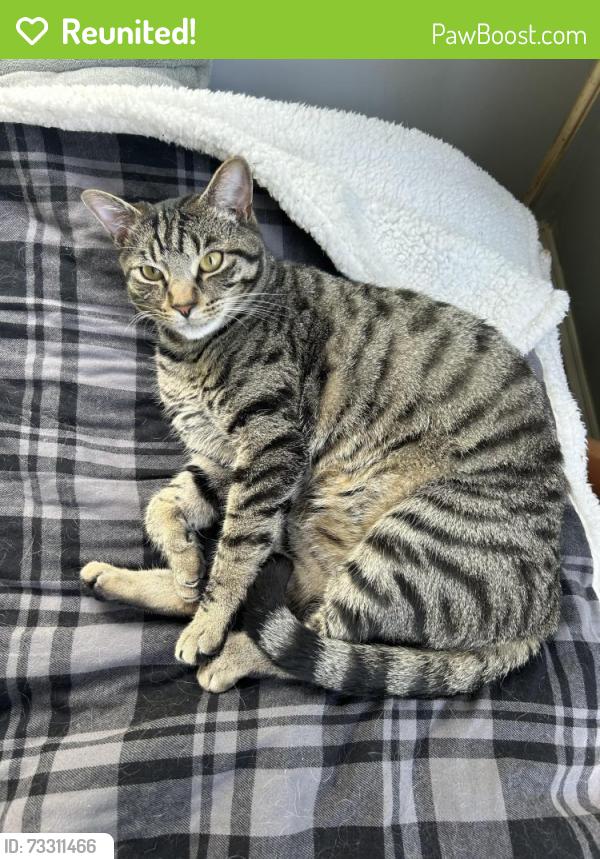 Reunited Male Cat last seen Steele rd and Loring drive, Atlanta, GA 30309