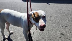 Shelter Stray Female Dog last seen Near BLOCK ROSEMARY AVE, DETROIT, MI 48213, 7401 Chrysler Dr, Detroit, MI 48211, USA