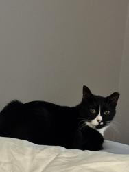 Lost Male Cat last seen Ashbrook and Banting Way, Dallas, TX 75227