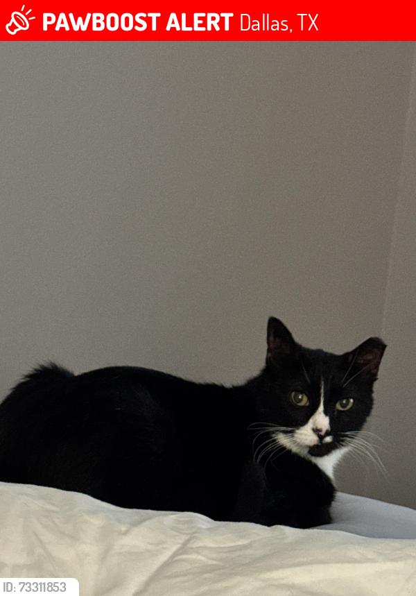 Lost Male Cat last seen Ashbrook and Banting Way, Dallas, TX 75227