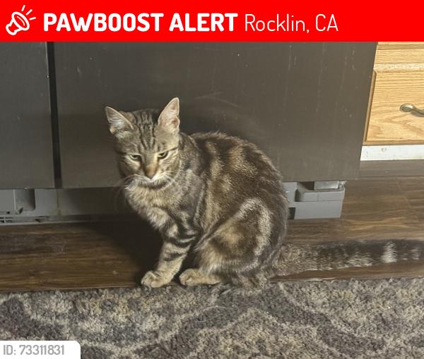 Lost Female Cat last seen Grove St & Kannasto St, Rocklin, CA 95677