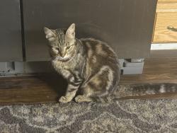 Lost Female Cat last seen Grove St & Kannasto St, Rocklin, CA 95677