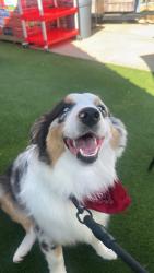 Lost Male Dog last seen Near MedNoc College, Oklahoma City, OK 73119