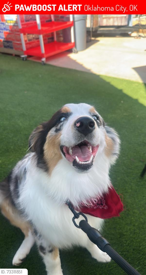 Lost Male Dog last seen Near MedNoc College, Oklahoma City, OK 73119