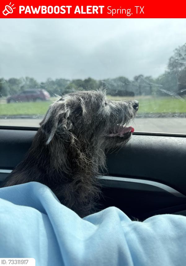 Lost Female Dog last seen Trinity River Ct, Spring, TX 77386