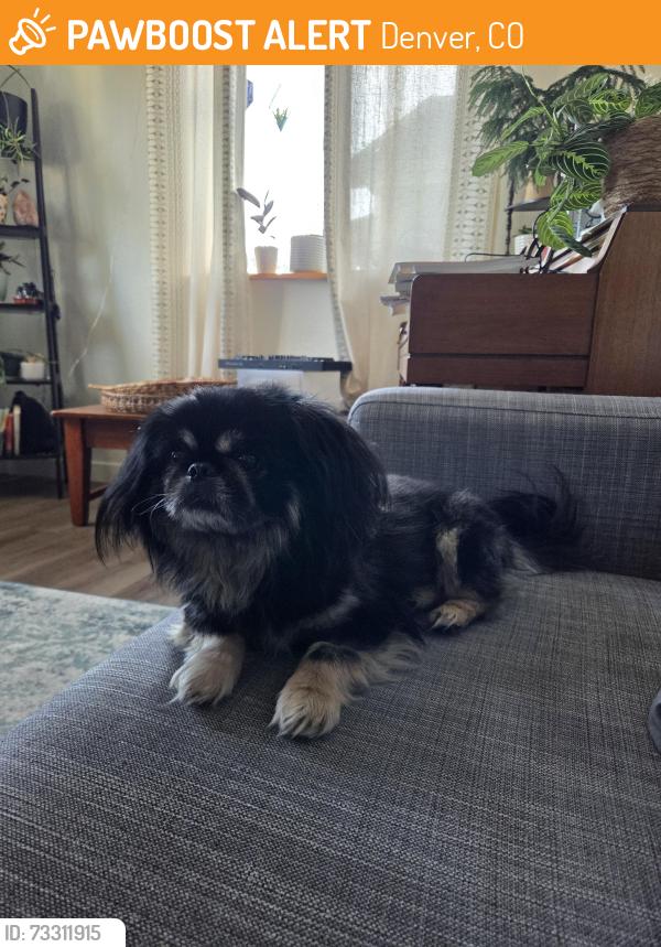 Found/Stray Male Dog last seen S Patton Ct & W Kentucky Ave, Denver, CO 80219