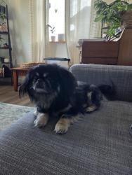 Found/Stray Male Dog last seen S Patton Ct & W Kentucky Ave, Denver, CO 80219