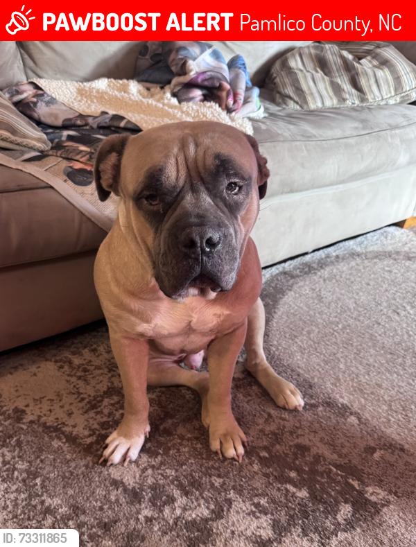 Lost Male Dog last seen Last seen on longleaf drive, Pamlico County, NC 28560