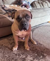 Lost Male Dog last seen Last seen on longleaf drive, Pamlico County, NC 28560