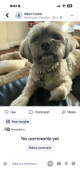 Reunited Female Dog last seen South Race and Virginia, Denver, CO 80209