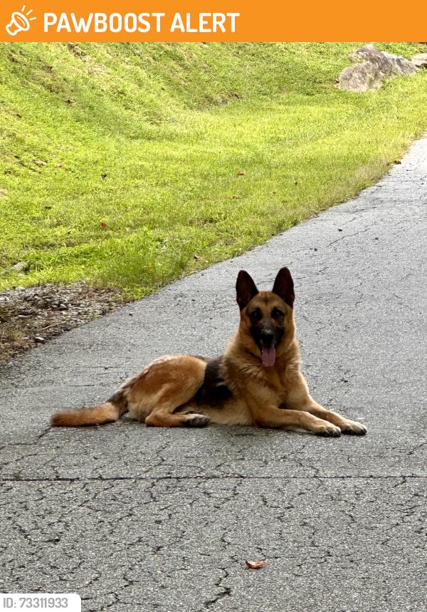 Found/Stray Unknown Dog last seen Grant Mountain Rd, Hendersonville, Henderson County, NC 28792