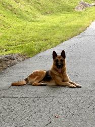 Found/Stray Unknown Dog last seen Grant Mountain Rd, Hendersonville, Henderson County, NC 28792