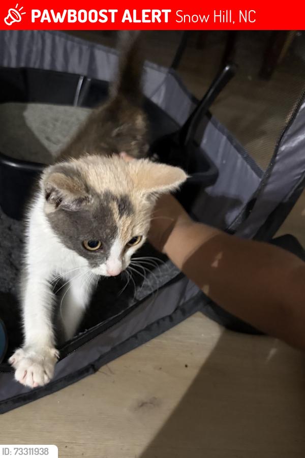 Lost Female Cat last seen Shine road, Snow Hill, NC 28580