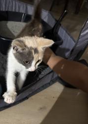 Lost Female Cat last seen Shine road, Snow Hill, NC 28580