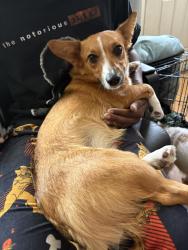 Found/Stray Female Dog last seen Goodwill on Illinois, Midland, TX 79703