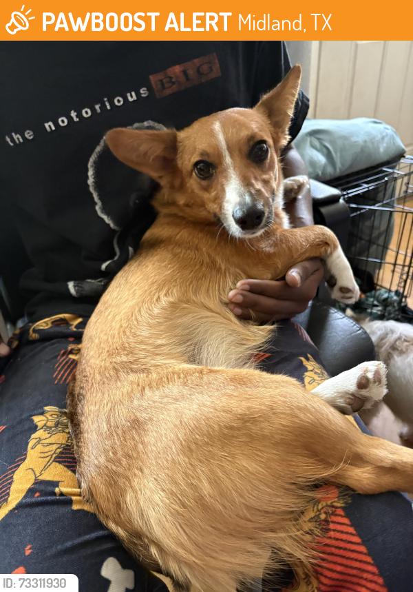 Found/Stray Female Dog last seen Goodwill on Illinois, Midland, TX 79703