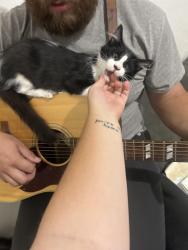 Reunited Male Cat last seen Ellsworth and main, Mesa, AZ 85208