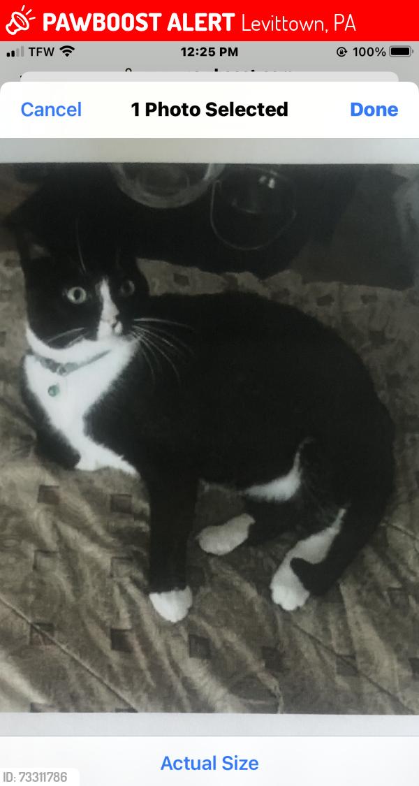 Lost Male Cat last seen Crabtree drive and Crabtree drive intersection, Levittown, PA 19055