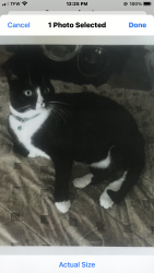 Lost Male Cat last seen Crabtree drive and Crabtree drive intersection, Levittown, PA 19055