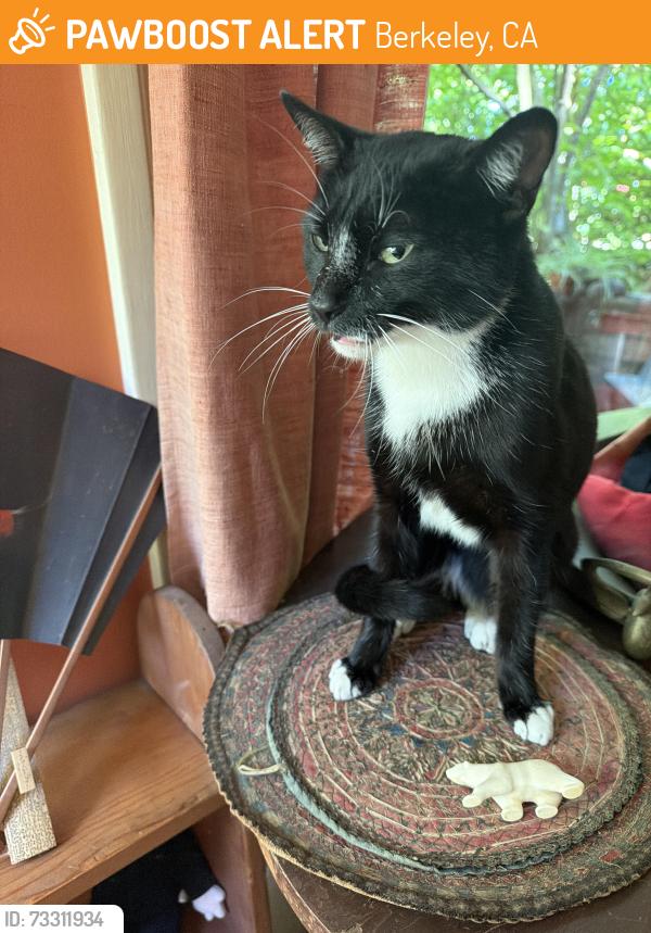 Found/Stray Unknown Cat last seen walnut/eunice, Berkeley, CA 94709