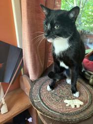 Found/Stray Unknown Cat last seen walnut/eunice, Berkeley, CA 94709