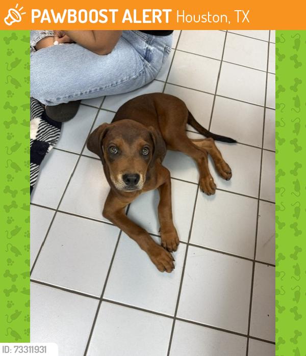 Found/Stray Female Dog last seen Near Scranton St., Houston, TX 77075