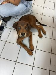 Found/Stray Female Dog last seen Near Scranton St., Houston, TX 77075