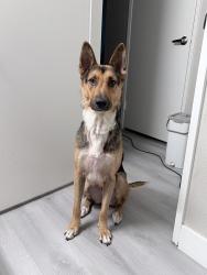 Lost Female Dog last seen Arlington Ave, Riverside, CA 92504