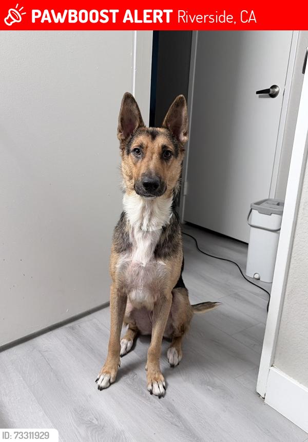 Lost Female Dog last seen Arlington Ave, Riverside, CA 92504