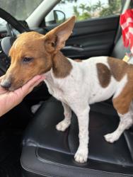 Found/Stray Female Dog last seen Otrilla st and Alder Ave, Bloomington, CA 92316