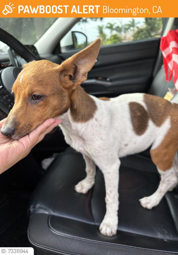 Found/Stray Female Dog last seen Otrilla st and Alder Ave, Bloomington, CA 92316