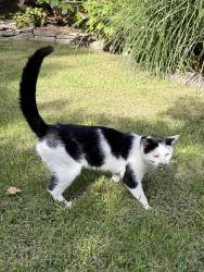 Found/Stray Unknown Cat last seen Shafor Blvd and Harman Blvd, Dayton, OH 45419