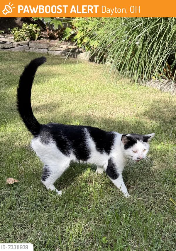 Found/Stray Unknown Cat last seen Shafor Blvd and Harman Blvd, Dayton, OH 45419
