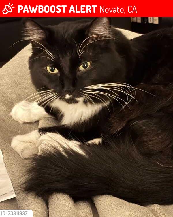 Lost Male Cat last seen Cherry Street & Cherry Hill Lane, Novato, CA 94945