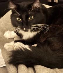 Lost Male Cat last seen Cherry Street & Cherry Hill Lane, Novato, CA 94945