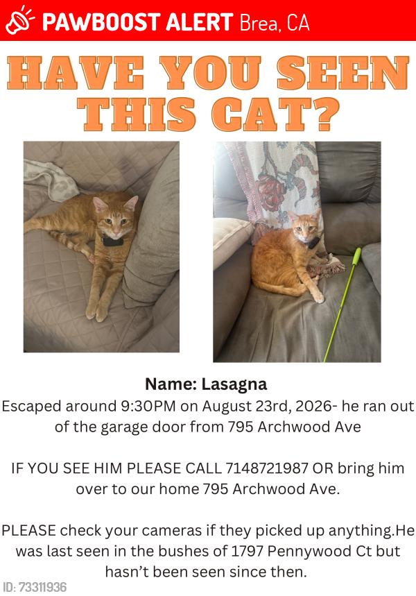 Lost Male Cat last seen Across the street from Sonora High School, Brea, CA 92821