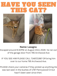 Lost Male Cat last seen Across the street from Sonora High School, Brea, CA 92821
