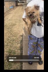 Lost Male Dog last seen Near stonycreek drive, Oklahoma City, OK 73132