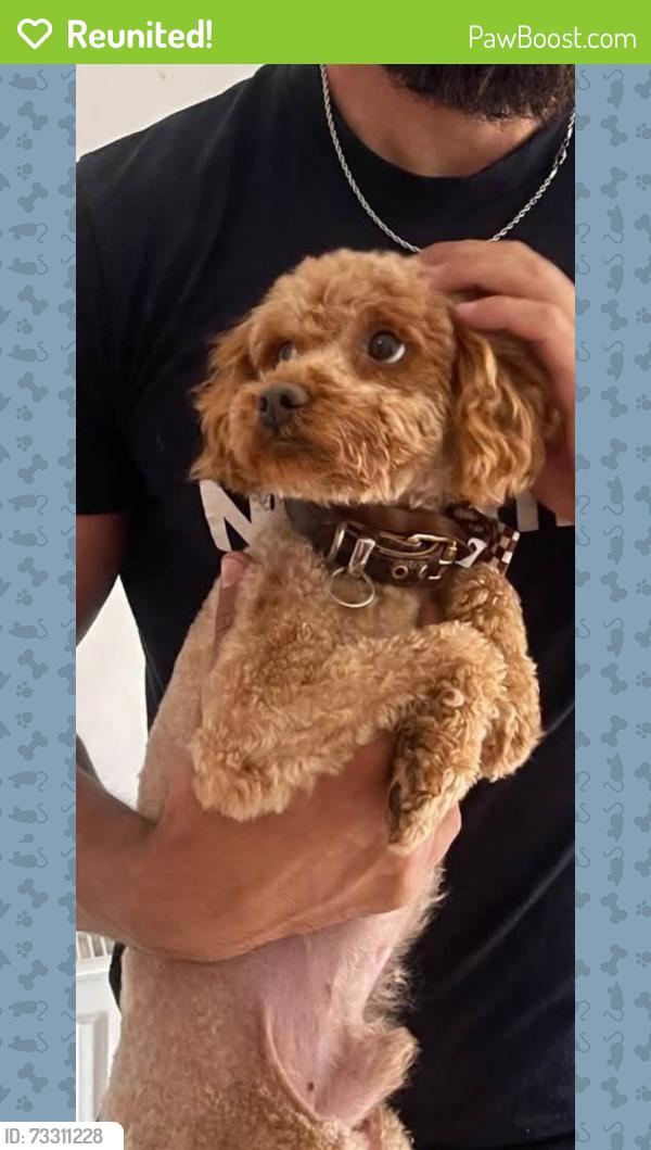 Reunited Male Dog last seen Rowlands crescent, West Midlands, England B91 2JE