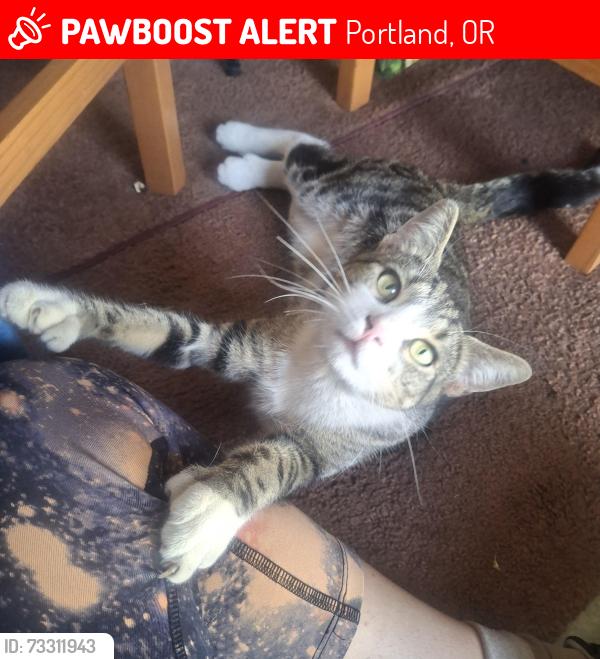Lost Male Cat last seen 72nd Ave & Lombard Ave, Portland, OR 97218