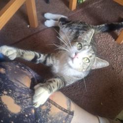 Lost Male Cat last seen 72nd Ave & Lombard Ave, Portland, OR 97218