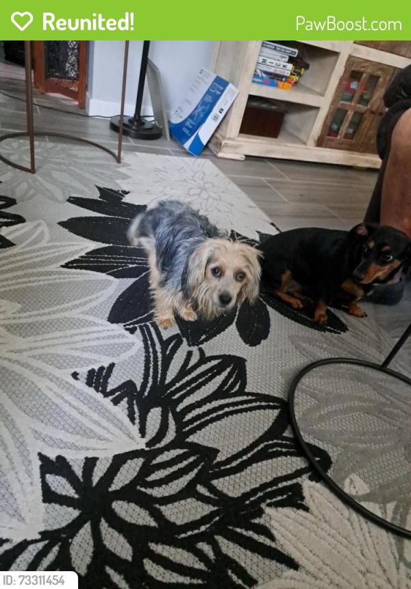 Reunited Female Dog last seen Greenway and Summit, Henderson, NV 89002