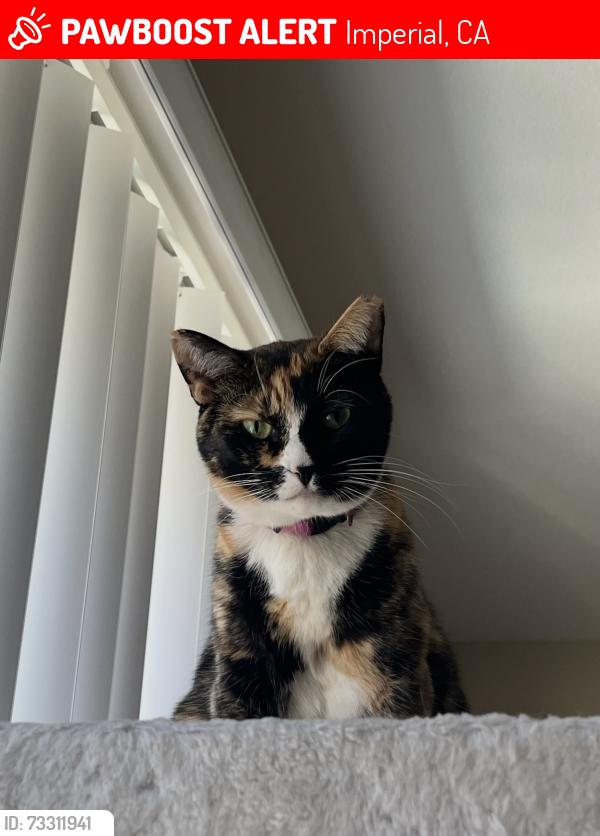 Lost Female Cat last seen Cambria Hotel, cndmniums across from Cambria Hotel, Imperial, CA 92251